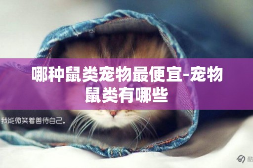 哪種鼠類寵物最便宜-寵物鼠類有哪些