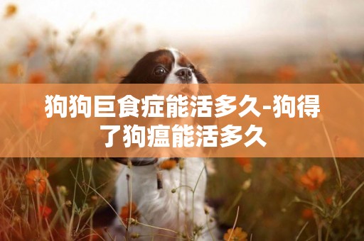 狗狗巨食癥能活多久-狗得了狗瘟能活多久