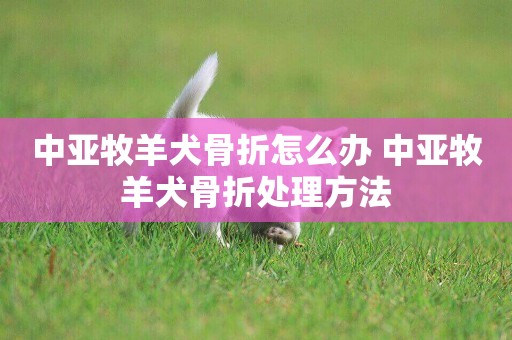 中亞牧羊犬骨折怎么辦 中亞牧羊犬骨折處理方法