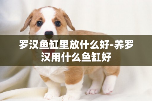 羅漢魚缸里放什么好-養羅漢用什么魚缸好