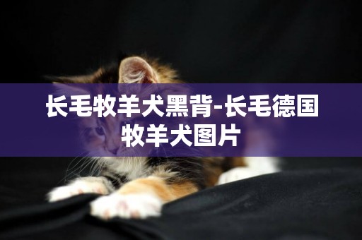 長毛牧羊犬黑背-長毛德國牧羊犬圖片