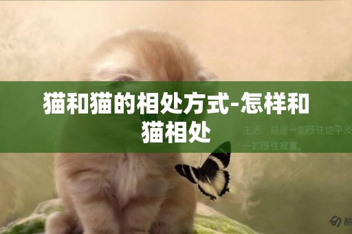 貓和貓的相處方式-怎樣和貓相處