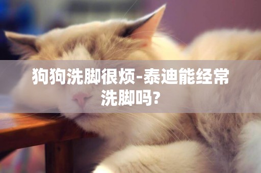 狗狗洗腳很煩-泰迪能經常洗腳嗎?