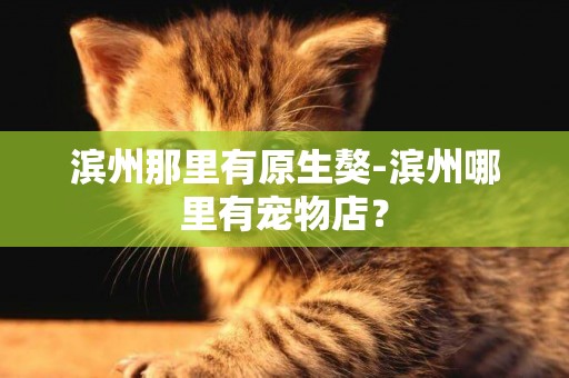 濱州那里有原生獒-濱州哪里有寵物店？