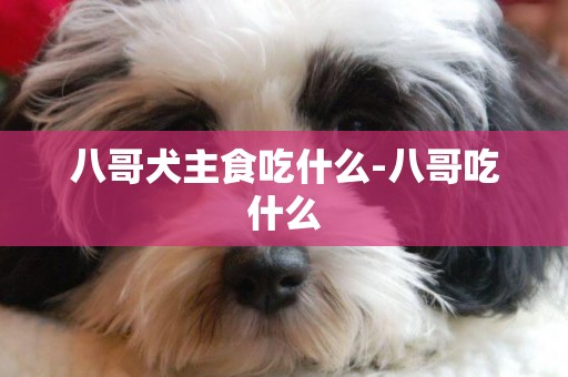八哥犬主食吃什么-八哥吃什么