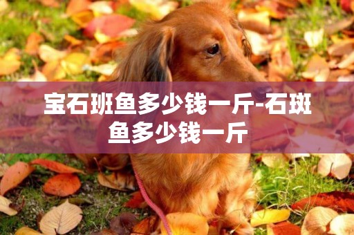 寶石班魚多少錢一斤-石斑魚多少錢一斤