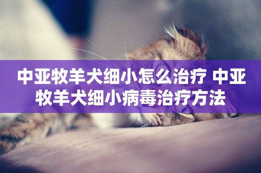 中亞牧羊犬細小怎么治療 中亞牧羊犬細小病毒治療方法