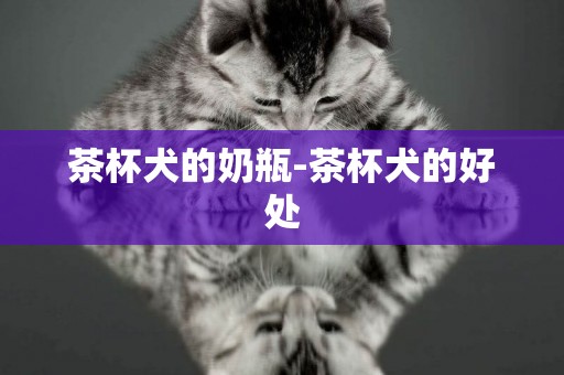 茶杯犬的奶瓶-茶杯犬的好處