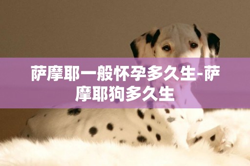 薩摩耶一般懷孕多久生-薩摩耶狗多久生