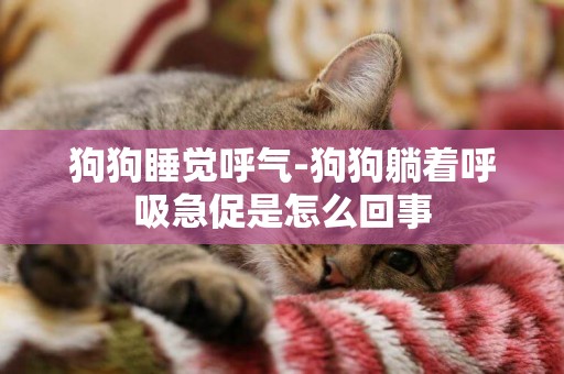 狗狗睡覺呼氣-狗狗躺著呼吸急促是怎么回事