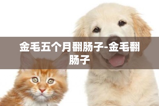 金毛五個月翻腸子-金毛翻腸子