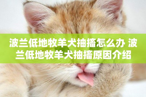 波蘭低地牧羊犬抽搐怎么辦 波蘭低地牧羊犬抽搐原因介紹