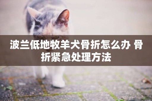 波蘭低地牧羊犬骨折怎么辦 骨折緊急處理方法
