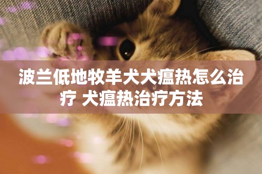 波蘭低地牧羊犬犬瘟熱怎么治療 犬瘟熱治療方法