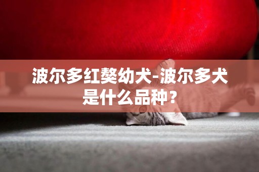 波爾多紅獒幼犬-波爾多犬是什么品種？