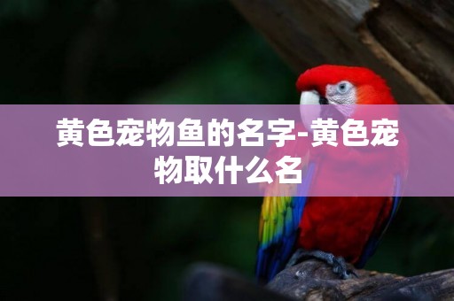 黃色寵物魚的名字-黃色寵物取什么名