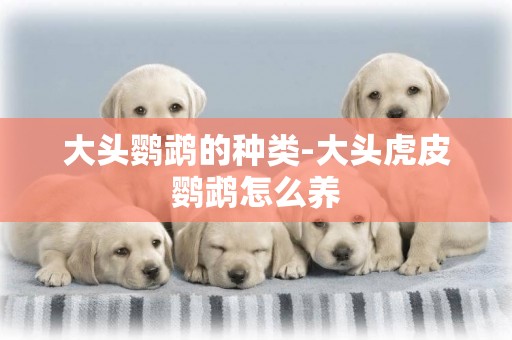 大頭鸚鵡的種類-大頭虎皮鸚鵡怎么養