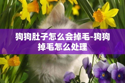 狗狗肚子怎么會掉毛-狗狗掉毛怎么處理