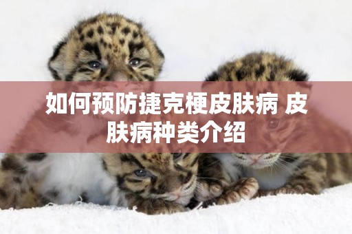 如何預防捷克梗皮膚病 皮膚病種類介紹