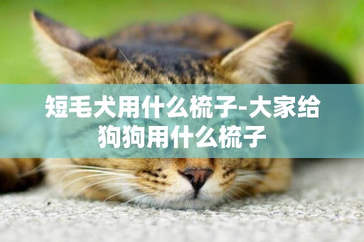 短毛犬用什么梳子-大家給狗狗用什么梳子