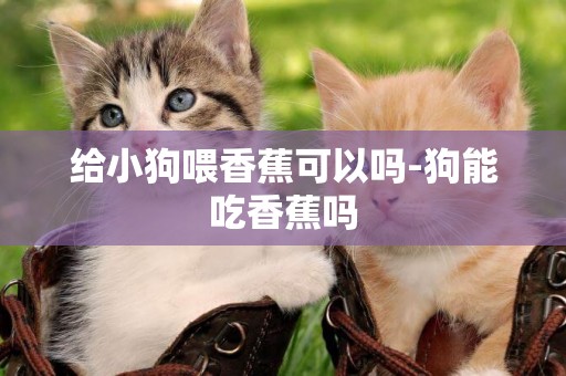 給小狗喂香蕉可以嗎-狗能吃香蕉嗎