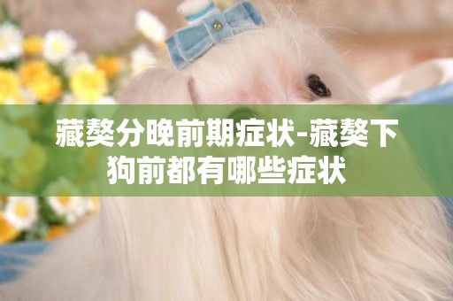 藏獒分晚前期癥狀-藏獒下狗前都有哪些癥狀