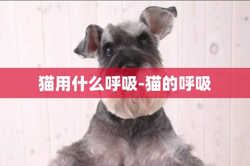 貓用什么呼吸-貓的呼吸