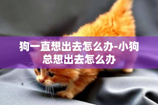 狗一直想出去怎么辦-小狗總想出去怎么辦