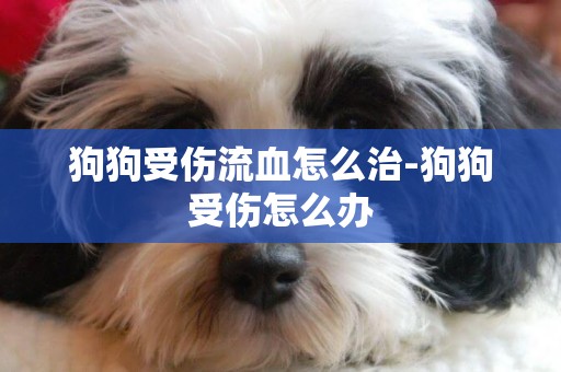 狗狗受傷流血怎么治-狗狗受傷怎么辦