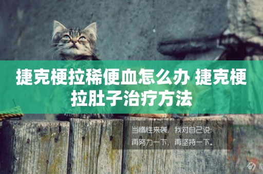 捷克梗拉稀便血怎么辦 捷克梗拉肚子治療方法