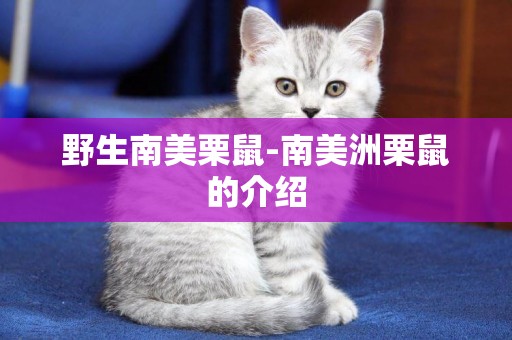 野生南美栗鼠-南美洲栗鼠的介紹