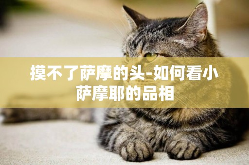摸不了薩摩的頭-如何看小薩摩耶的品相