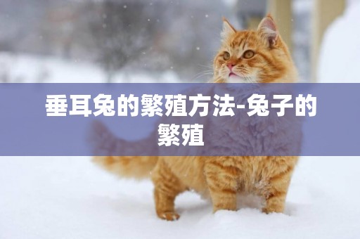 垂耳兔的繁殖方法-兔子的繁殖