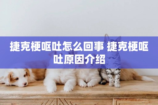 捷克梗嘔吐怎么回事 捷克梗嘔吐原因介紹