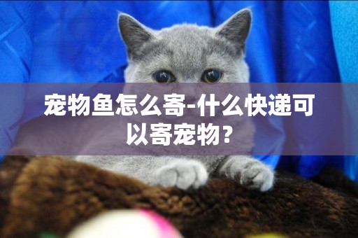 寵物魚怎么寄-什么快遞可以寄寵物？