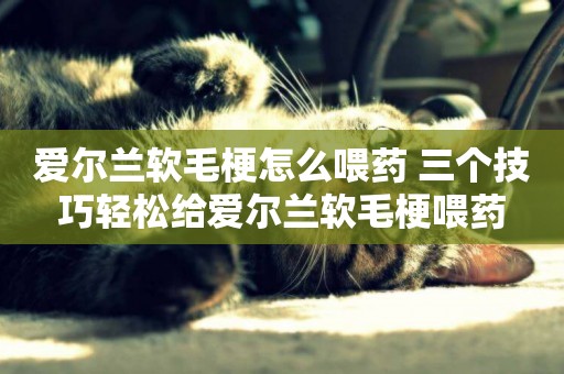 愛爾蘭軟毛梗怎么喂藥 三個技巧輕松給愛爾蘭軟毛梗喂藥