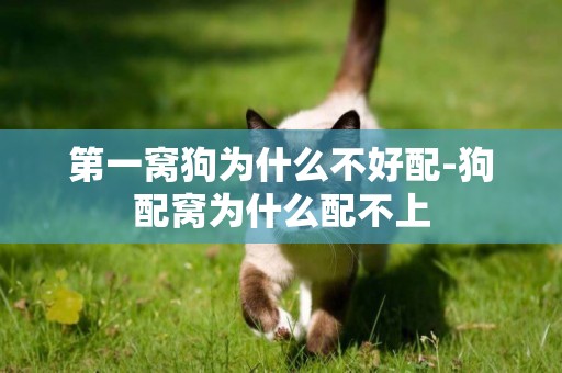 第一窩狗為什么不好配-狗配窩為什么配不上
