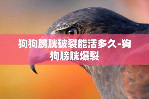 狗狗膀胱破裂能活多久-狗狗膀胱爆裂