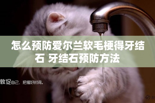 怎么預防愛爾蘭軟毛梗得牙結石 牙結石預防方法