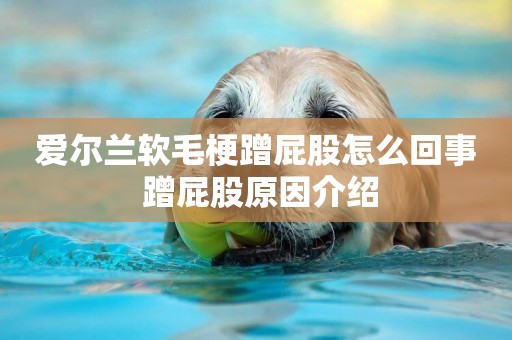 愛爾蘭軟毛梗蹭屁股怎么回事 蹭屁股原因介紹