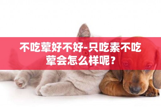 不吃葷好不好-只吃素不吃葷會怎么樣呢？