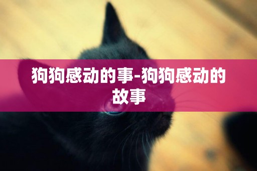狗狗感動的事-狗狗感動的故事