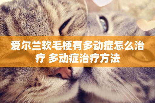 愛爾蘭軟毛梗有多動癥怎么治療 多動癥治療方法