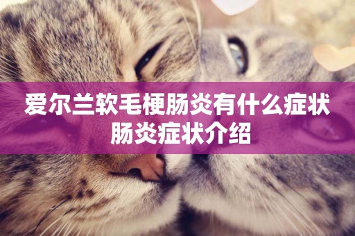 愛爾蘭軟毛梗腸炎有什么癥狀 腸炎癥狀介紹