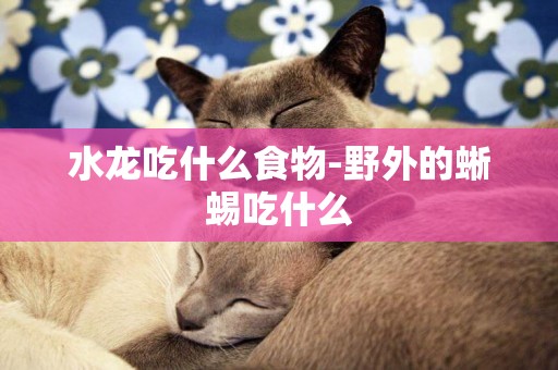 水龍吃什么食物-野外的蜥蜴吃什么