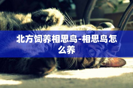 北方飼養相思鳥-相思鳥怎么養