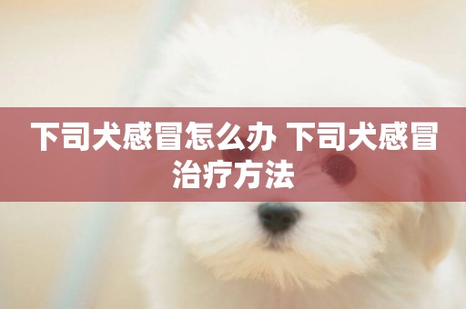 下司犬感冒怎么辦 下司犬感冒治療方法
