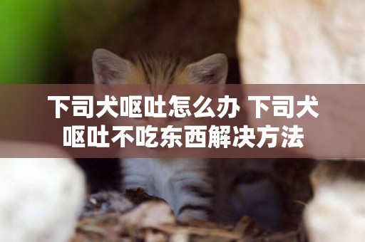 下司犬嘔吐怎么辦 下司犬嘔吐不吃東西解決方法