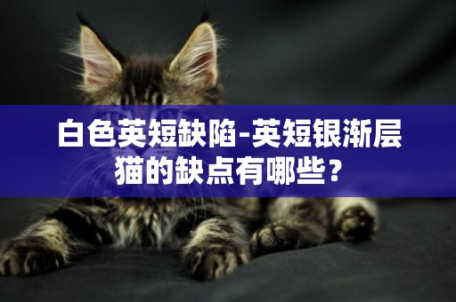 白色英短缺陷-英短銀漸層貓的缺點有哪些？