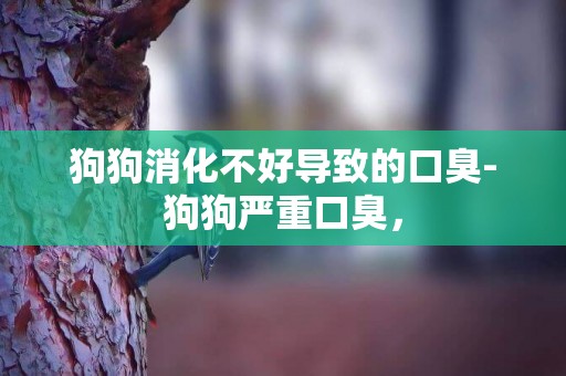 狗狗消化不好導致的口臭-狗狗嚴重口臭，